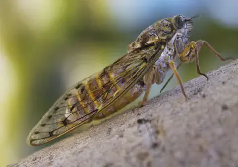 uma fotografia macro de uma cigarra pousada em um galho de árvore. O inseto é visto de perfil, com detalhes ní