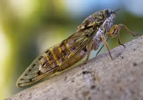uma fotografia macro de uma cigarra pousada em um galho de árvore. O inseto é visto de perfil, com detalhes ní
