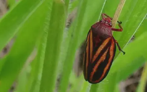 fotografia macro que captura em detalhe uma cigarrinha-das-pastagens (provavelmente da espécie *Mahanarva fimb