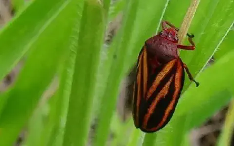 fotografia macro que captura em detalhe uma cigarrinha-das-pastagens (provavelmente da espécie *Mahanarva fimb