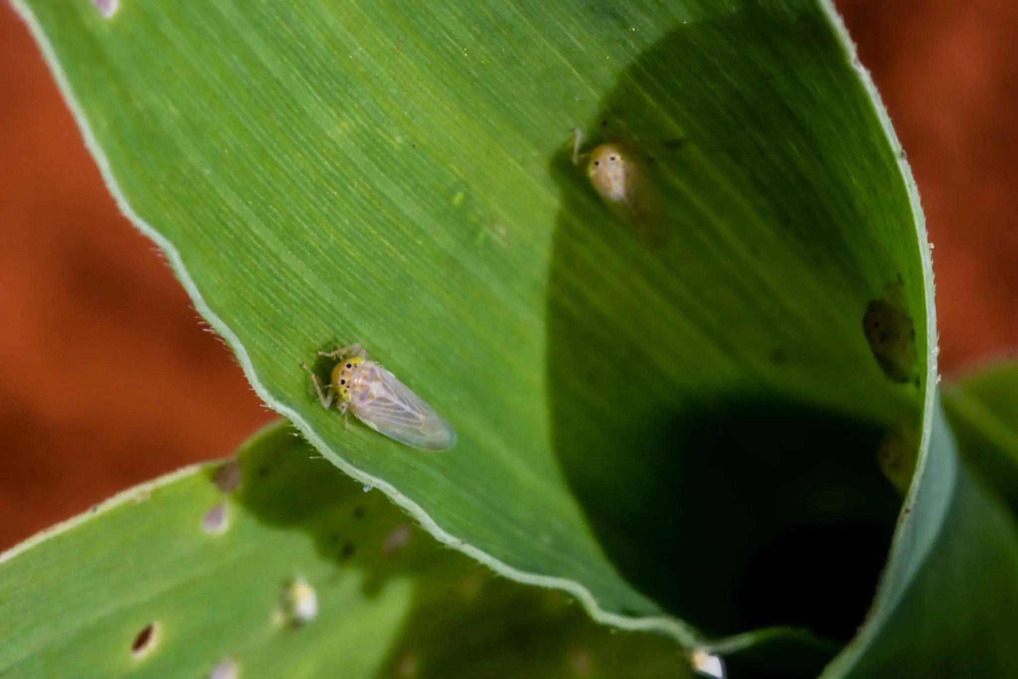 Fotografia macro de uma folha de milho verde e vibrante, mostrando uma infestação da cigarrinha-do-milho (Dalbulus maidis). E