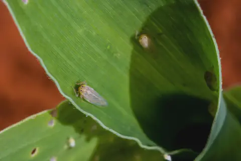 Fotografia macro de uma folha de milho verde e vibrante, mostrando uma infestação da cigarrinha-do-milho (Dalbulus maidis). E