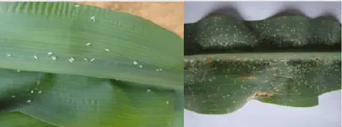 composição de duas fotografias que mostram em close-up folhas de milho severamente infestadas pela praga conhe