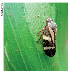 close-up detalhado de uma cigarrinha-do-milho (Dalbulus maidis) pousada sobre uma folha verde, provavelment