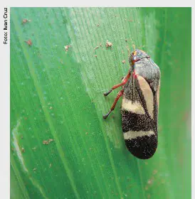 Cigarrinha-do-milho: Identificação e Manejo da Praga close-up detalhado de uma cigarrinha-do-milho (Dalbulus maidis) pousada sobre uma folha verde, provavelment