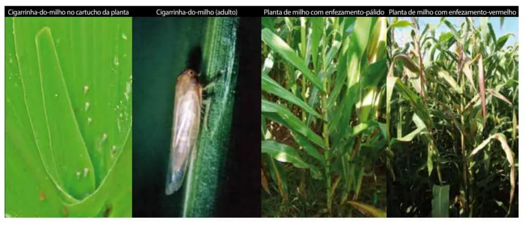 composição de quatro fotografias que ilustram a praga cigarrinha-do-milho (Dalbulus maidis) e os danos que ela