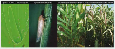 composição de quatro fotografias que ilustram a praga cigarrinha-do-milho (Dalbulus maidis) e os danos que ela