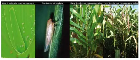 composição de quatro fotografias que ilustram a praga cigarrinha-do-milho (Dalbulus maidis) e os danos que ela