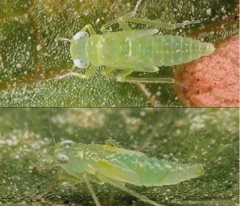 macrofotografia detalhada, dividida em dois painéis, que exibe uma ninfa (estágio jovem) de uma cigarrinha. O