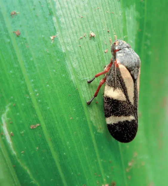 Esta imagem é uma fotografia macro que exibe em detalhes uma cigarrinha-das-pastagens, provavelmente da espécie *Mahanarva fi