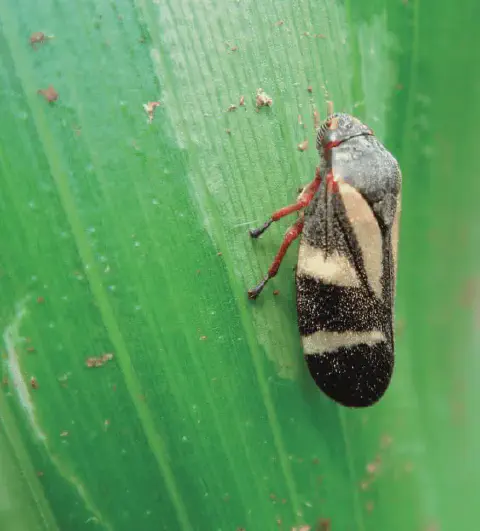 Esta imagem é uma fotografia macro que exibe em detalhes uma cigarrinha-das-pastagens, provavelmente da espécie *Mahanarva fi