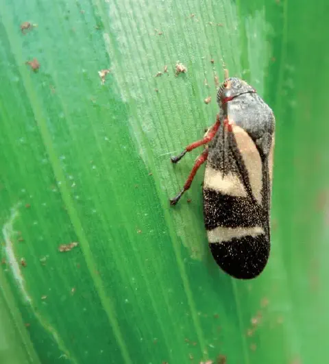 Esta imagem é uma fotografia macro que exibe em detalhes uma cigarrinha-das-pastagens, provavelmente da espécie *Mahanarva fi