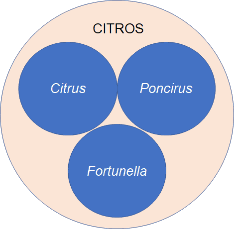 Classificação Botânica dos Citros: Gêneros Principais diagrama informativo que ilustra a classificação botânica do grupo dos citros. Um círculo maior, de cor cla