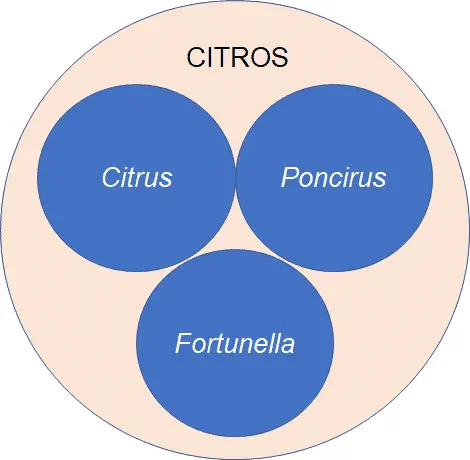 diagrama informativo que ilustra a classificação botânica do grupo dos citros. Um círculo maior, de cor cla