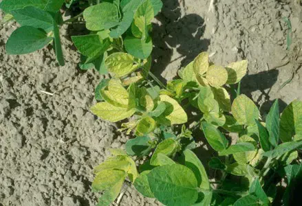 close de plantas jovens de soja em uma lavoura. No centro, destacam-se algumas plantas com folhas amarelad
