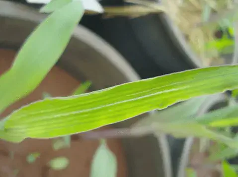 Efeito residual (carryover) de imazaquin em milho, causando clorose nas folhas