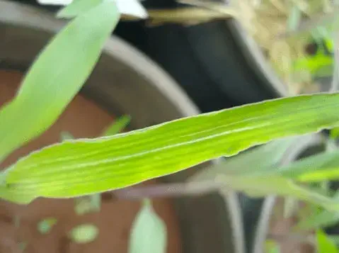 Efeito residual (carryover) de imazaquin em milho, causando clorose nas folhas