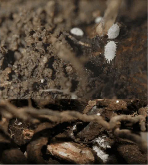 composição de duas fotografias macro que mostram uma infestação de cochonilhas-de-raiz no solo, junto ao siste