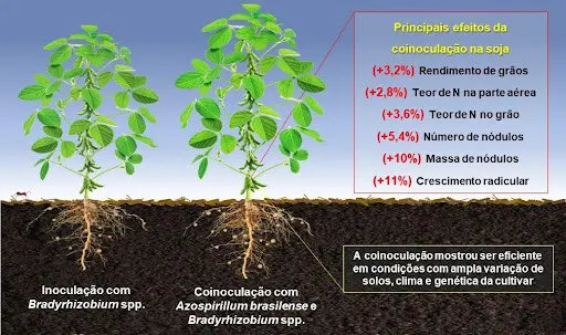Coinoculação na Soja: Aumente a Produtividade da Lavoura Este infográfico compara visualmente os efeitos de duas práticas de inoculação na cultura da soja. À esquerda, uma planta de