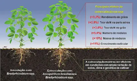 Este infográfico compara visualmente os efeitos de duas práticas de inoculação na cultura da soja. À esquerda, uma planta de