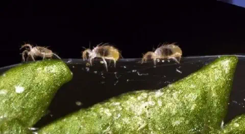 uma fotografia macro de três pequenos insetos, conhecidos como colêmbolos (ordem Collembola), sobre a superfíc