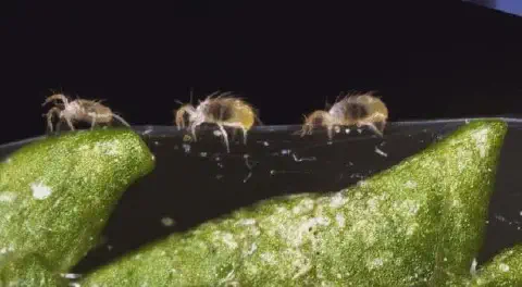 uma fotografia macro de três pequenos insetos, conhecidos como colêmbolos (ordem Collembola), sobre a superfíc