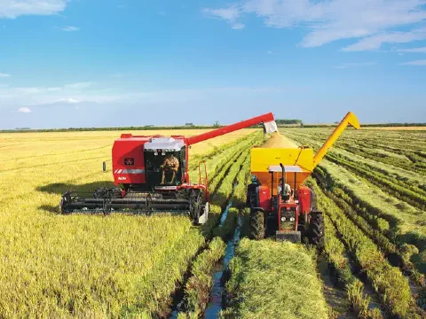 imagem retrata uma cena de colheita mecanizada em uma extensa lavoura de arroz, sob um céu azul e ensolarado. Em primeiro p