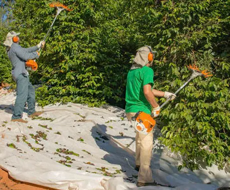 cena de colheita semi-mecanizada em uma lavoura de café. Dois trabalhadores rurais, devidamente equipado