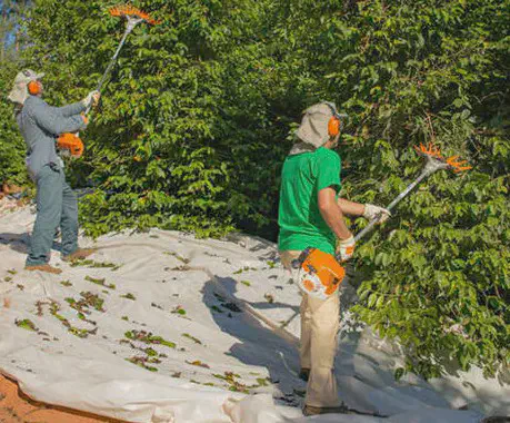 cena de colheita semi-mecanizada em uma lavoura de café. Dois trabalhadores rurais, devidamente equipado
