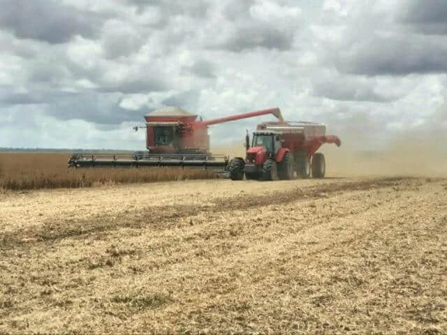 momento crucial da colheita mecanizada em uma grande lavoura, provavelmente de soja, sob um céu nublado.