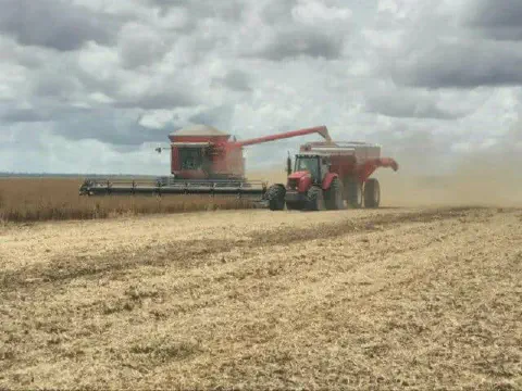 momento crucial da colheita mecanizada em uma grande lavoura, provavelmente de soja, sob um céu nublado.