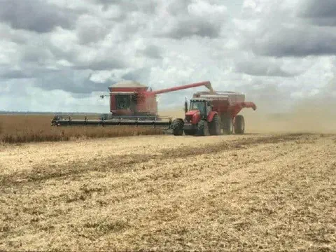 momento crucial da colheita mecanizada em uma grande lavoura, provavelmente de soja, sob um céu nublado.
