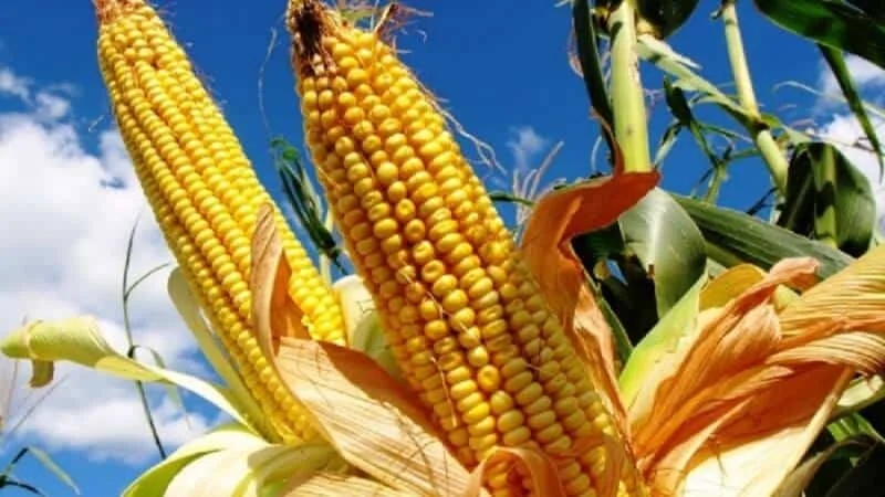 Colheita de Milho: Como Aumentar a Produtividade da Safra close-up de duas espigas de milho maduras e viçosas, ainda no pé, vistas de um ângulo de baixo para cima