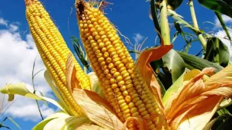 close-up de duas espigas de milho maduras e viçosas, ainda no pé, vistas de um ângulo de baixo para cima