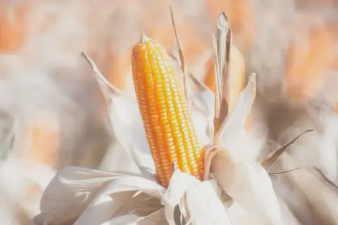 close-up detalhado de uma espiga de milho madura, ainda no pé, em meio a uma lavoura. Os grãos, de um amare
