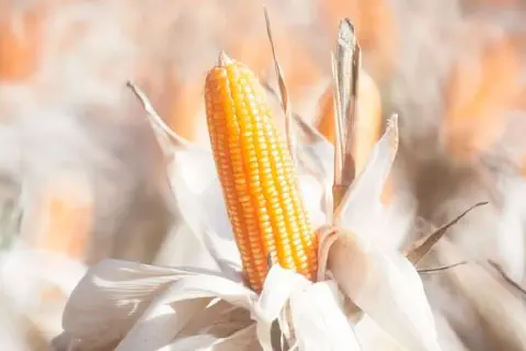 close-up detalhado de uma espiga de milho madura, ainda no pé, em meio a uma lavoura. Os grãos, de um amare