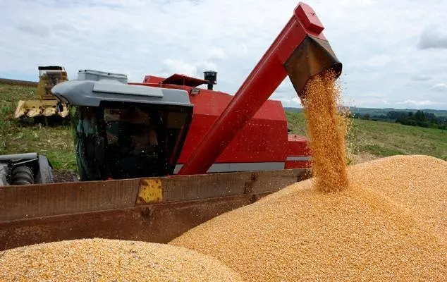 Colheita de Milho: Maximizando a Produtividade Agrícola momento dinâmico da colheita de milho em uma propriedade rural. Em primeiro plano, uma grande quantidade