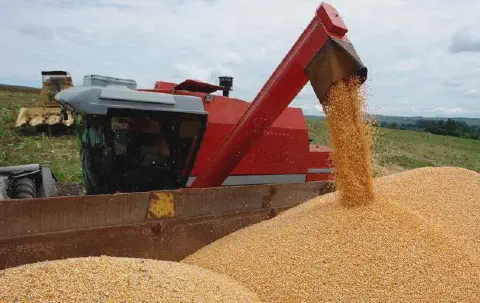 momento dinâmico da colheita de milho em uma propriedade rural. Em primeiro plano, uma grande quantidade