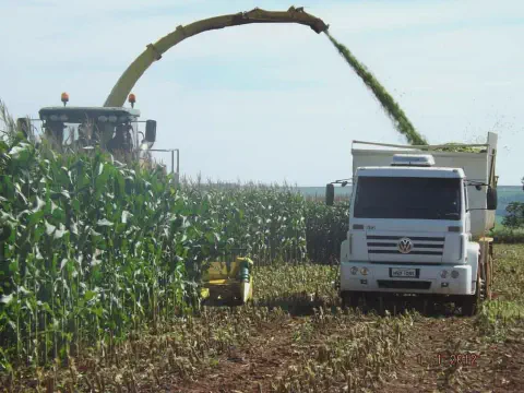 operação de colheita de milho para a produção de silagem em plena atividade. Em primeiro plano, uma ensi