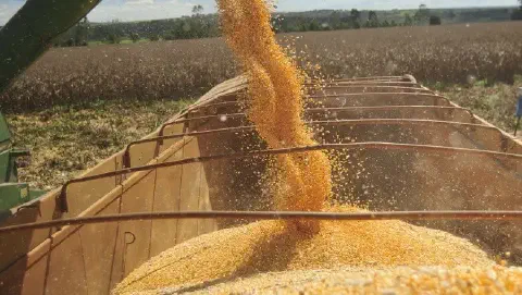 momento dinâmico e crucial da colheita de milho em uma fazenda. A perspectiva é de dentro de um reboque o