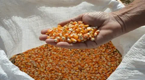 primeiro plano a mão de um agricultor segurando uma porção de grãos de milho recém-colhidos. A mão, com asp