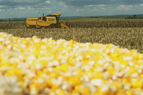 cena vibrante da colheita de milho em uma grande propriedade rural. Em primeiro plano, uma pilha de grão