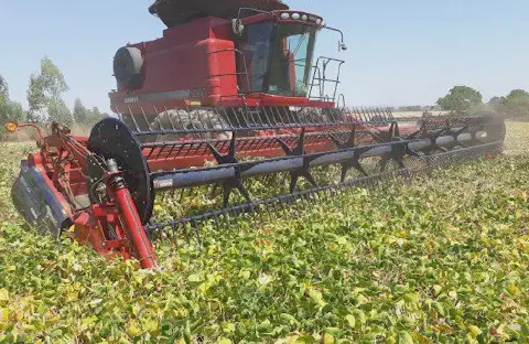colheitadeira vermelha da marca Case IH em plena operação de colheita numa lavoura de soja. A foto, tira