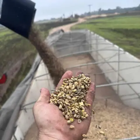 A imagem captura, em primeiro plano, a mão de um agricultor segurando um punhado de grãos de soja recém-colhidos. A mão, suja