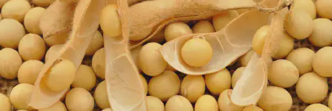 close-up detalhado de grãos de soja recém-colhidos. Vários grãos amarelos e arredondados preenchem o quadro