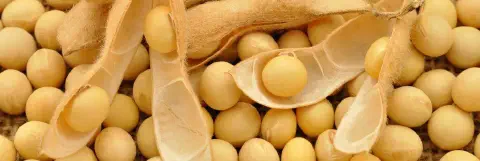 close-up detalhado de grãos de soja recém-colhidos. Vários grãos amarelos e arredondados preenchem o quadro