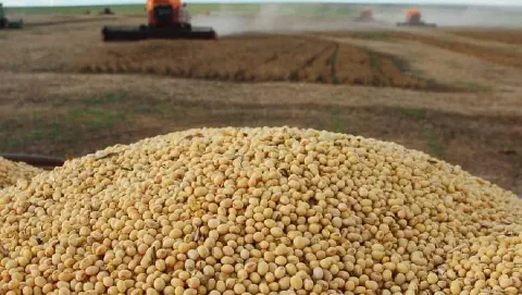momento crucial do agronegócio: a colheita de soja em larga escala. Em primeiro plano, um grande monte de