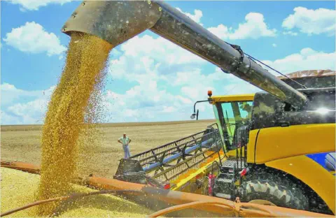 momento dinâmico e crucial da colheita agrícola em grande escala. Em primeiro plano, uma colheitadeira mo