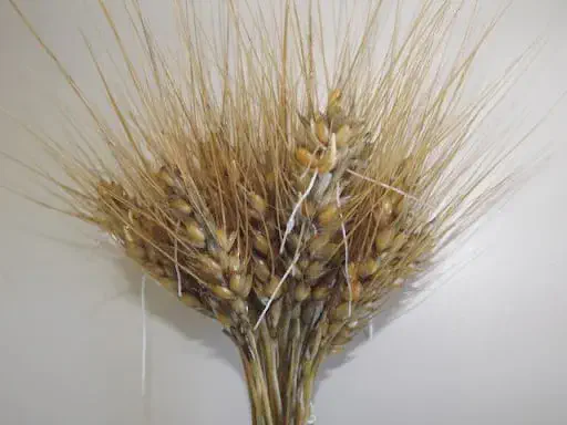 feixe de espigas de trigo maduro, em um close-up detalhado contra um fundo neutro e claro. As espigas doura