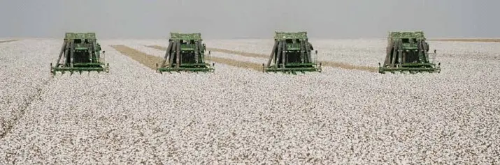 uma operação de colheita mecanizada em uma vasta lavoura de algodão. Quatro colheitadeiras de algodão, de cor